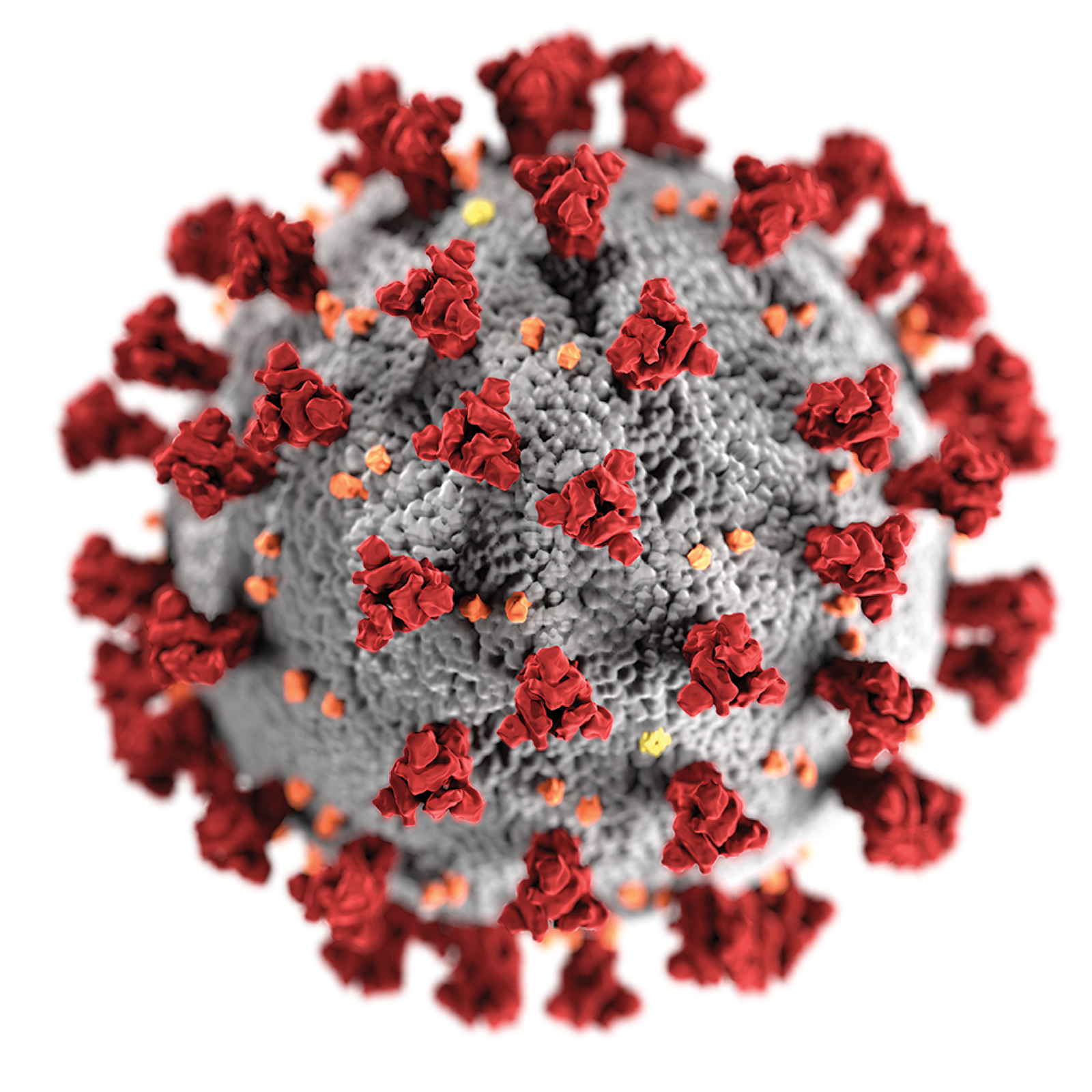 coronavirus-covid-19